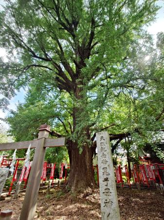 雑司ケ谷鬼子母神堂境内の大イチョウ=東京都豊島区
