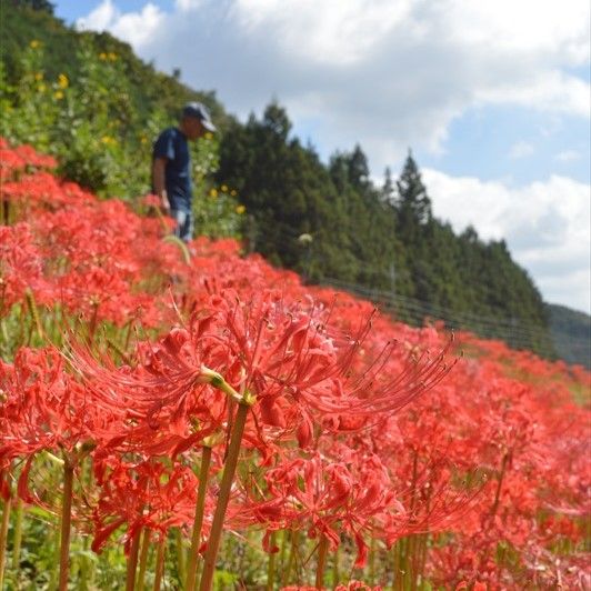 土手赤く染め上げる 佐野の仙波川沿いでヒガンバナ見頃｜県内主要,地域