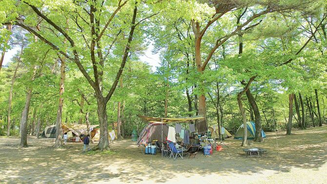 木立に囲まれた広々としたフリーテントサイト（提供写真）