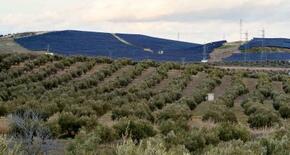 オリーブ畑の伝統守れ