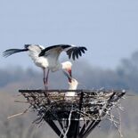 コウノトリ、初めて栃木で産卵か　渡良瀬遊水地の人工巣塔　５月５日ごろひ…