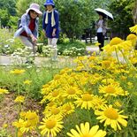 爽やかな香りと彩りを存分に　佐野のみかも山公園のハーブ園で見頃