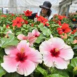 南国の花は“宇都宮育ち”　ハイビスカスが出荷ピーク　40度近いハウスで…