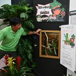 「食虫戦士タベンジャー」が楽しく紹介　食虫植物50種150株を展示　と…