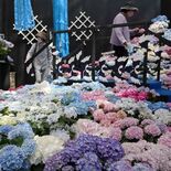 鮮やかアジサイの星空　とちぎ花センターで企画展　大温室に竹の竜も登場