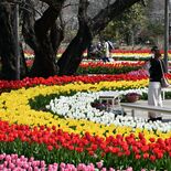 美しいコントラストに癒される　チューリップ見頃　あしかがフラワーパーク…