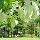 ひらひらと風に揺れる白　栃木・出流ふれあいの森でハンカチノキ見頃