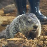 那須どうぶつ王国でウッドチャックお披露目　展示場完成、17日に一般公開　ツシマヤマネコも