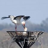 コウノトリ、初めて栃木で産卵か　渡良瀬遊水地の人工巣塔　５月５日ごろひな誕生に期待