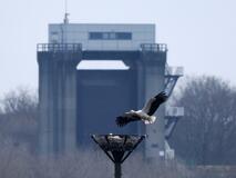 コウノトリ 産卵か