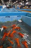 金魚の出荷がピーク　佐野