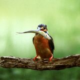 第28回下野新聞紙上写真コンテストー選外佳作ー