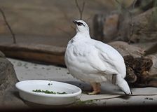 ニホンライチョウ公開