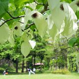 ひらひらと風に揺れる白　栃木・出流ふれあいの森でハンカチノキ見頃