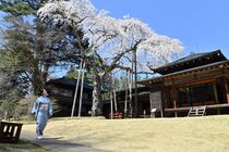 田母沢御用邸でシダレザクラ見頃　日光