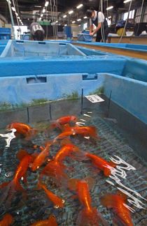金魚の出荷がピーク　佐野