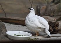 ニホンライチョウ公開
