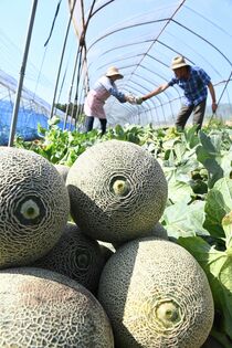 メロン収穫本格化　真岡