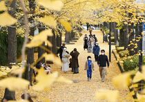 駅東公園のイチョウ並木