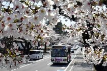 桜ゆっくり開花　宇都宮大工学部前