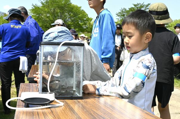 放流するアユを観察する子どもたち