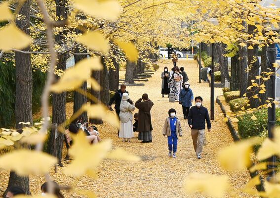路面も黄色に染まったイチョウ並木＝20日午後０時25分、宇都宮市元今泉５丁目