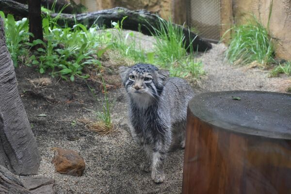 一般公開されたマヌルネコの「ナゴム」