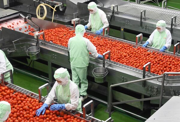 トマトの割れや傷み、へたの残りなどを人の目でしっかり確認していく