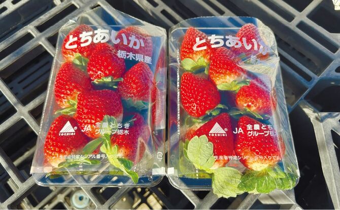 1、2月に本格的な旬を迎えるとちあいか