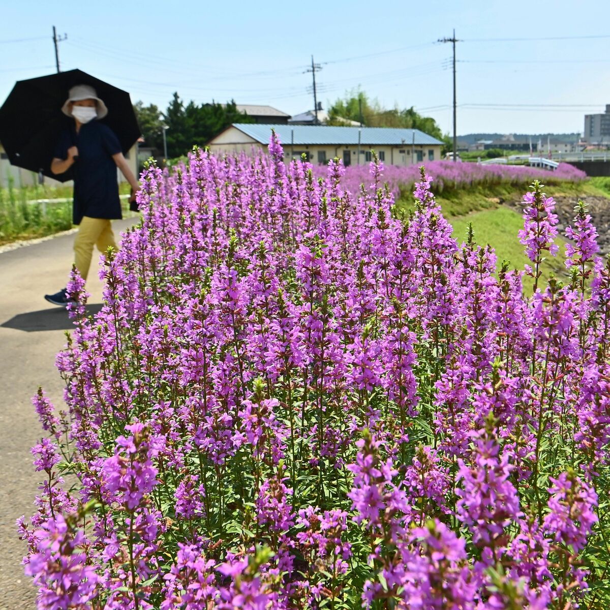 大田原・川沿い彩る10万本のミソハギ 「みそはぎロード」で見頃｜県内