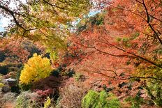 葛飾北斎が描くほどの絶景　「関東の高野山」で紅葉見頃ピークに　足利の行…
