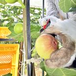 珍しい栃木県産イチジク　佐野で収穫進む