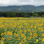 100万本のヒマワリ見頃　那須の花畑、背景に那須連山