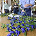 初夏に清涼感与える青紫色の花　日光産リンドウ「日光みやび」が出荷最盛期