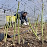 春近づき伸びのびと　宇都宮でアスパラガスの収穫最盛期　根元まで柔らかく…