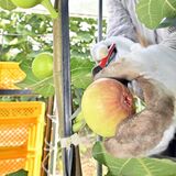 珍しい栃木県産イチジク　佐野で収穫進む