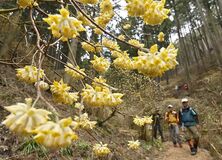 茂木・ミツマタ群生地で開花