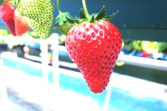 花木センター　ベリーちゃんハウスいちご摘みで割引券ゲット　4月~6月