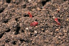 乾燥に強いにおい検知細胞を作成