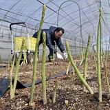 春近づき伸びのびと　宇都宮でアスパラガスの収穫最盛期　根元まで柔らかく甘み強い春芽
