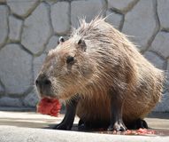 カピバラのスイカ早食い