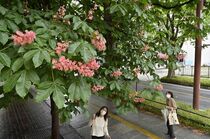 宇都宮でトチノキ見頃