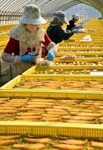 干し芋作り最盛期