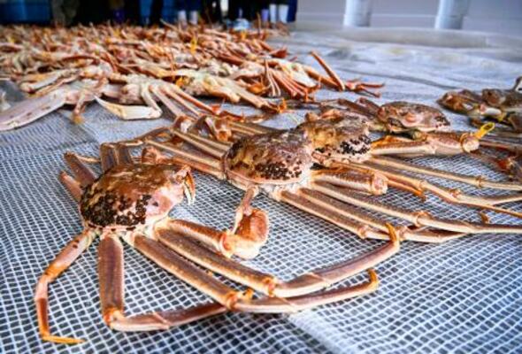 ズワイガニ漁が解禁され、越前漁港に並んだ「越前ガニ」=6日午後、福井県越前町