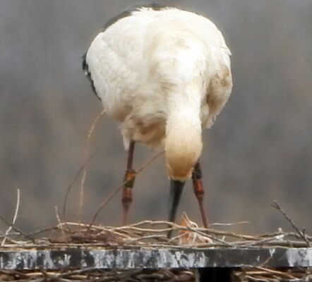 ひな３羽の姿が確認されたコウノトリ。親鳥の足元にひなの姿が確認できる＝２日、小山市下生井（ＮＰＯ法人わたらせ未来基金の青木章彦理事長撮影）