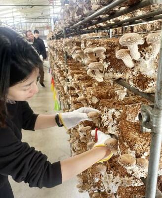 　大竜ファームでのシイタケ収穫体験＝東京都八丈町