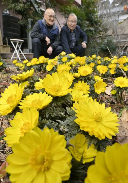 笠石神社の境内を彩るフクジュソウ=17日午前11時45分、大田原市湯津上