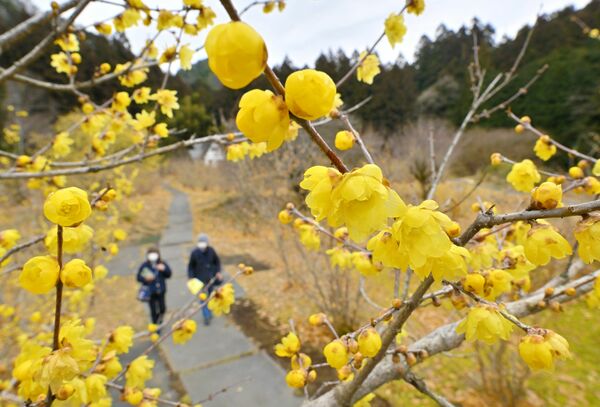 里山を黄色の花で彩るロウバイ=3日午前11時35分、鹿沼市上永野