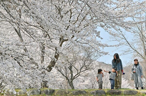 せせらぎ公園の桜＝８日午後