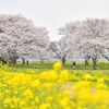 栃木県内桜便り2026　渡良瀬遊水地の桜（小山）　桜と菜の花が共演　花の香りに包まれうっとり